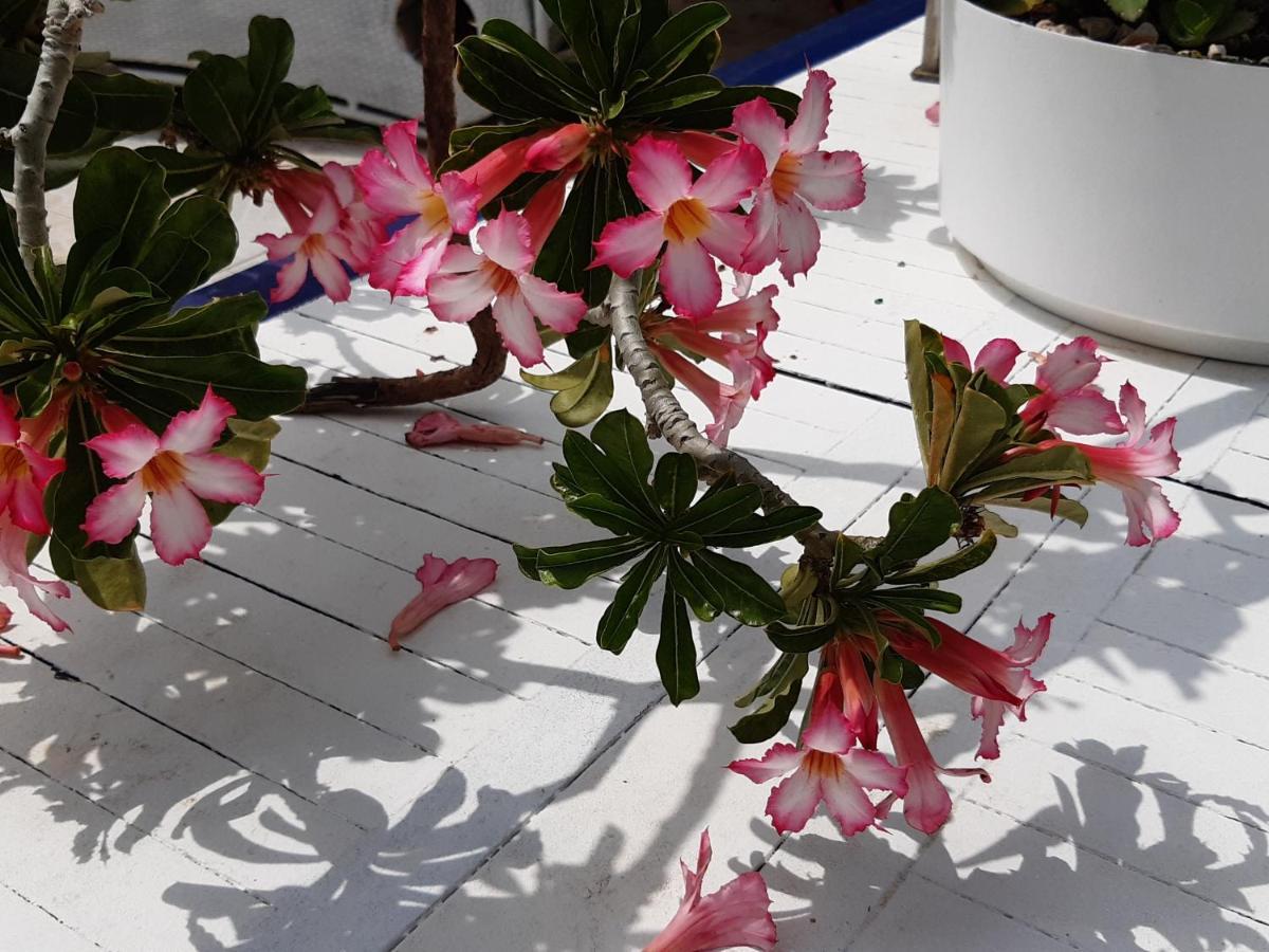 Aruba Harmony Apartments Oranjestad Luaran gambar